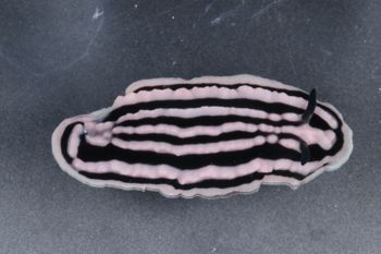 Media type: image;   Malacology 393736 Description: live specimen;